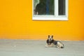 Homeless Begging Dog with in front of yellow wall with window Royalty Free Stock Photo