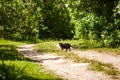 Homeless black cat crossing the road Royalty Free Stock Photo