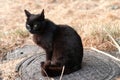 homeless black cat with sad eyes sitting and looking away on metal sewer manhole