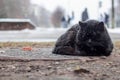 Homeless black cat sleeping under the snow