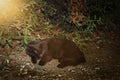 A homeless black cat sleeps in the sun in the shade under a bush.