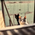 Homeless black cat in urban space. The black cat is watching. Stock photo of a stray animal