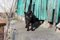 Homeless black sick kitten lives in a village barn