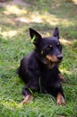 Homeless black little dog is waiting for food. Dog with tag about sterilization and rabies vaccination lies on the grass. Concept