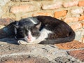 Homeless black and white cat sleeping on bricks and basking in the sun Royalty Free Stock Photo