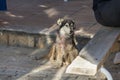 Homeless blind dog looking at one point. Shaggy, homeless dog whose hair falls off