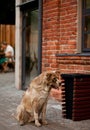 a homeless brown big dog near by cafe asks for food