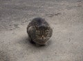 A homeless brown cat is sleeping on the street