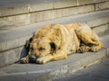 Homeless brown dog lays on the gray stone stairs Royalty Free Stock Photo