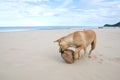 Homeless brown dog playing the waves at the beach with dry coconut