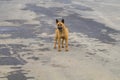 Homeless brown dog on the road. mixed breed dog