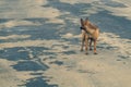 Homeless brown dog on the road. mixed breed dog Royalty Free Stock Photo