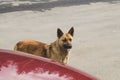 Homeless brown dog on the road. mixed breed dog