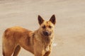 Homeless brown dog on the road. mixed breed dog