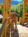 Homeless brown friendly dog in the park on wooden stairs in Montenegro. Forests on the slopes of the mountains.