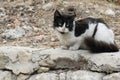 Homeless cat, abandoned kitten, stray kitten in a street Royalty Free Stock Photo