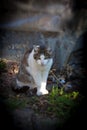 Homeless cat. With Blurred Background Using Lensbaby