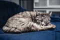 Homeless cat alone sleeps on couch in animal shelter, in background cages for keeping