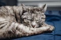 Homeless cat alone sleeps on couch in animal shelter, in background cages for keeping