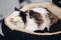 Homeless cat alone sleeps on couch in animal shelter, in background cages for keeping