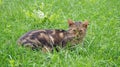 Milan: Stray cat in Sforza Castle Royalty Free Stock Photo