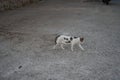 Homeless cat on the city street. Kolympia, Rhodes, Greece Royalty Free Stock Photo