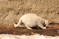 Homeless cat eating leftovers; Chicken bone. in winter -50 degrees Celsius