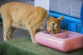 Homeless cat eats dry food from plate on street. Close up of stray cat eating useful pet food. Concept of animal care Royalty Free Stock Photo