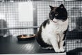 Homeless cat eats food in animal shelter, in background cages for keeping