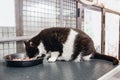 Homeless cat eats food in animal shelter, in background cages for keeping