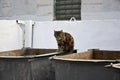 Homeless cat on the garbage container Royalty Free Stock Photo