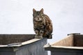 Homeless cat on the garbage container Royalty Free Stock Photo