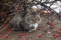 The homeless cat hides from the rain