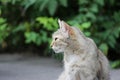 homeless cat infected with feline herpesvirus - Feline viral rhinotracheitis or chlamydiosis - Chlamydia psittaci with eyes conjun Royalty Free Stock Photo