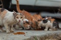 Homeless cat with kittens eating special food for cats on the street. Royalty Free Stock Photo