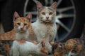 Homeless cat with kittens eating special food for cats on the street. Royalty Free Stock Photo