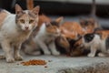 Homeless cat with kittens eating special food for cats on the street. Royalty Free Stock Photo