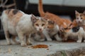 Homeless cat with kittens eating special food for cats on the street. Royalty Free Stock Photo