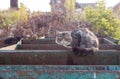 A homeless cat living on the street sits on an iron dumpster