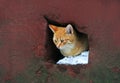 A homeless cat looks out of the hole of the house leading to the basement