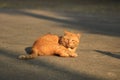 Homeless cat sitting on the stree