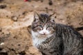 Homeless cat on street. Animal care and volunteering concept. Lost street kitten. Royalty Free Stock Photo