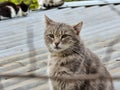 Homeless cat in the street portrait