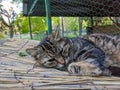 Homeless cat in the street portrait