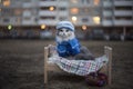 Homeless cat on the street on a cold night Royalty Free Stock Photo