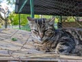 Homeless cat in the street portrait