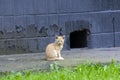 Homeless cat on the street. Red hungry lonely cat sits on the streets. Homeless street pets