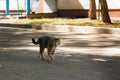 a homeless cat is walking down the street