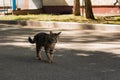 a homeless cat is walking down the street