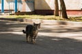 a homeless cat is walking down the street Royalty Free Stock Photo